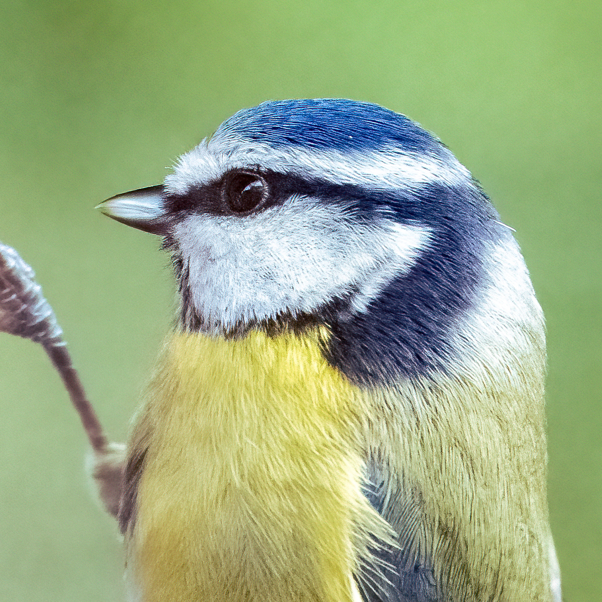 Blue Tit