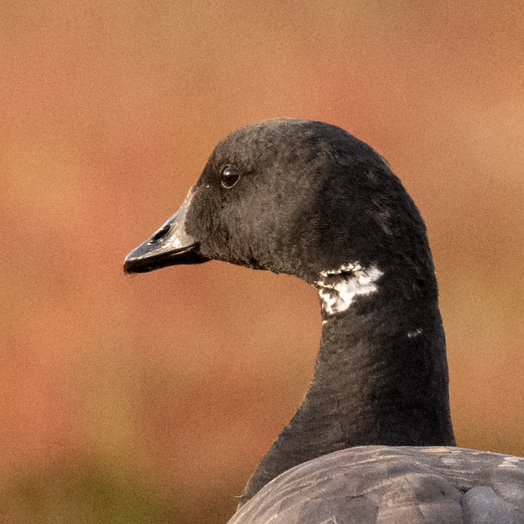 Brent Goose