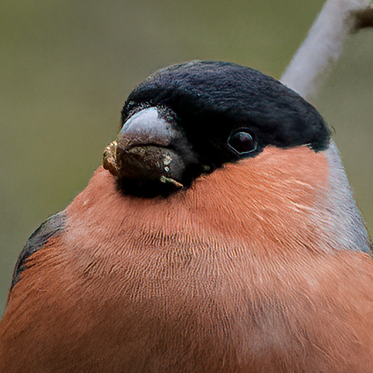 Bullfinch