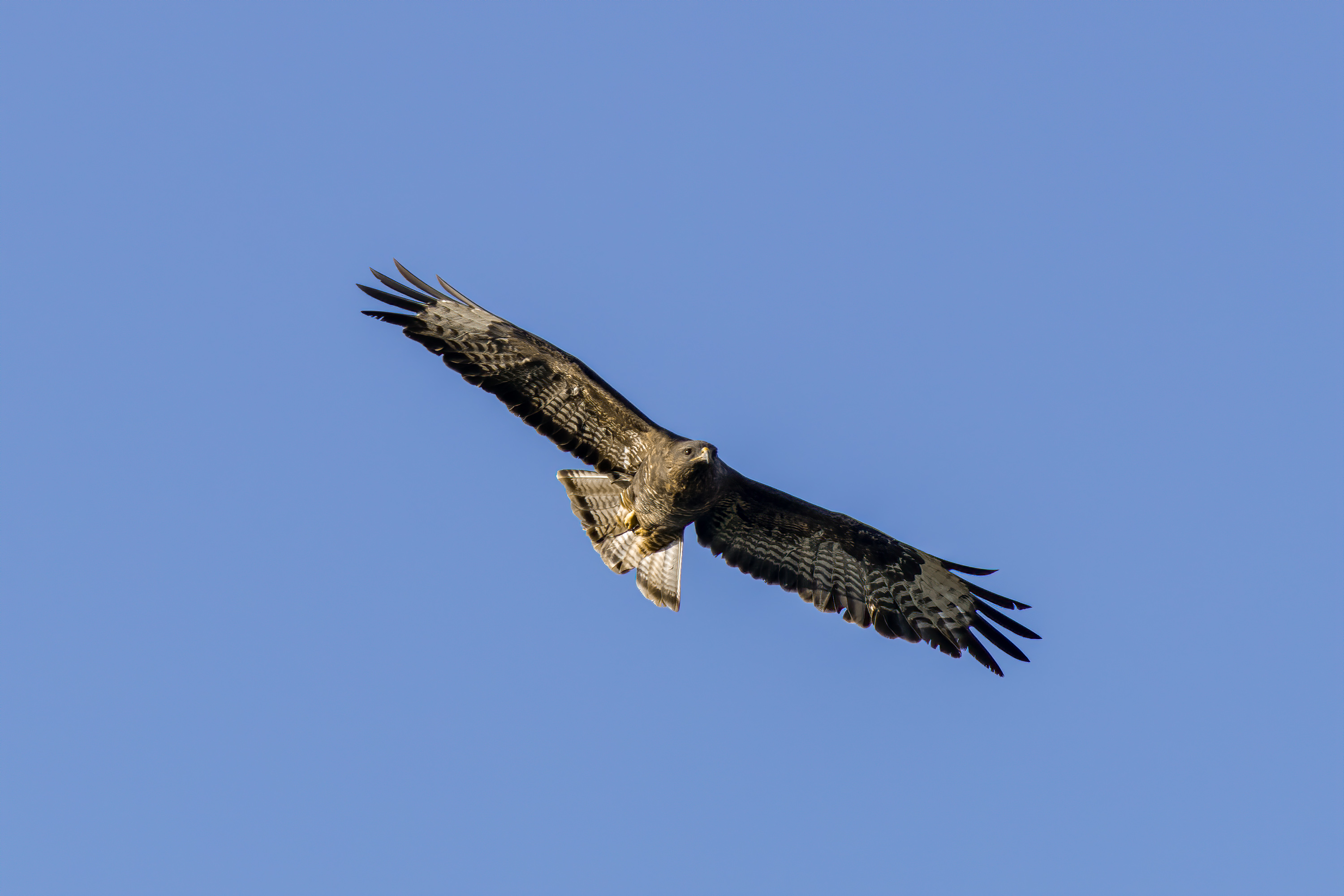 Birds.ie → Buzzard