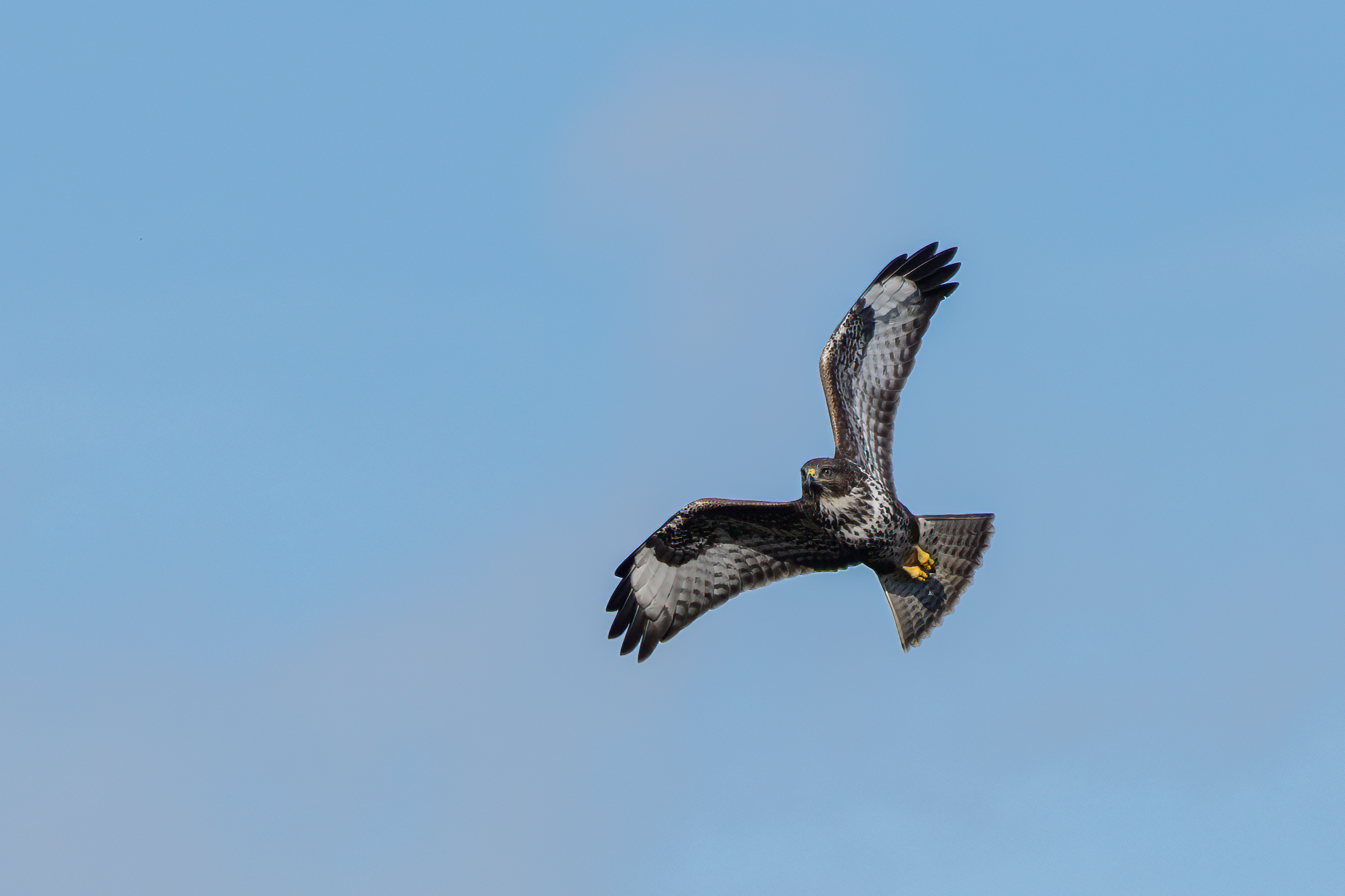 Birds.ie → Buzzard