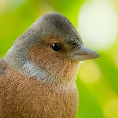 Chaffinch