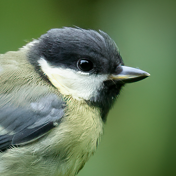 Coal Tit