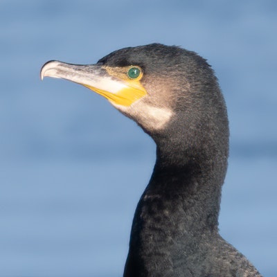 Cormorant