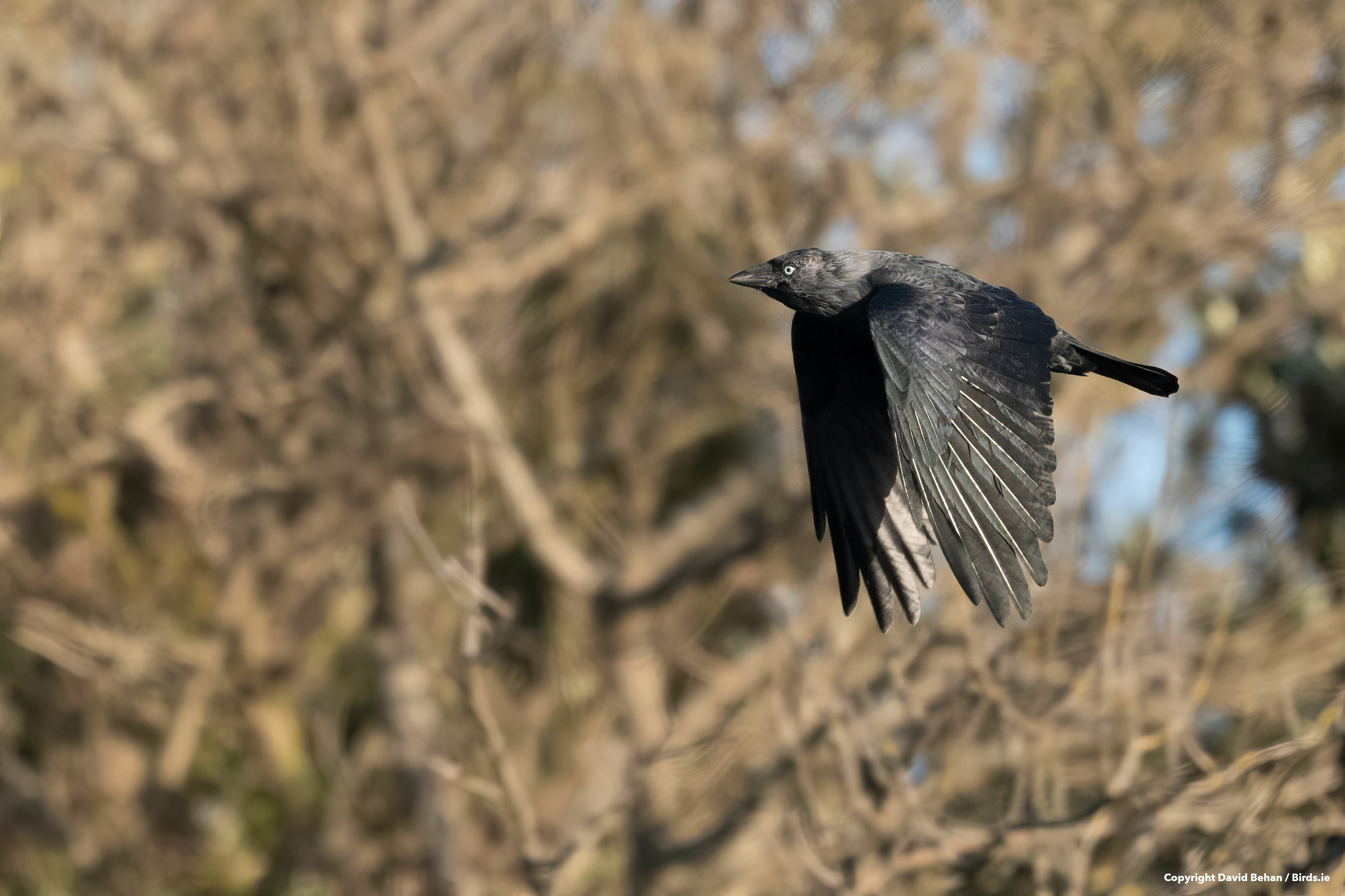 Birds ie Crow birds-ie-crow
