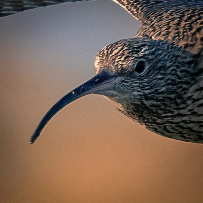 Curlew