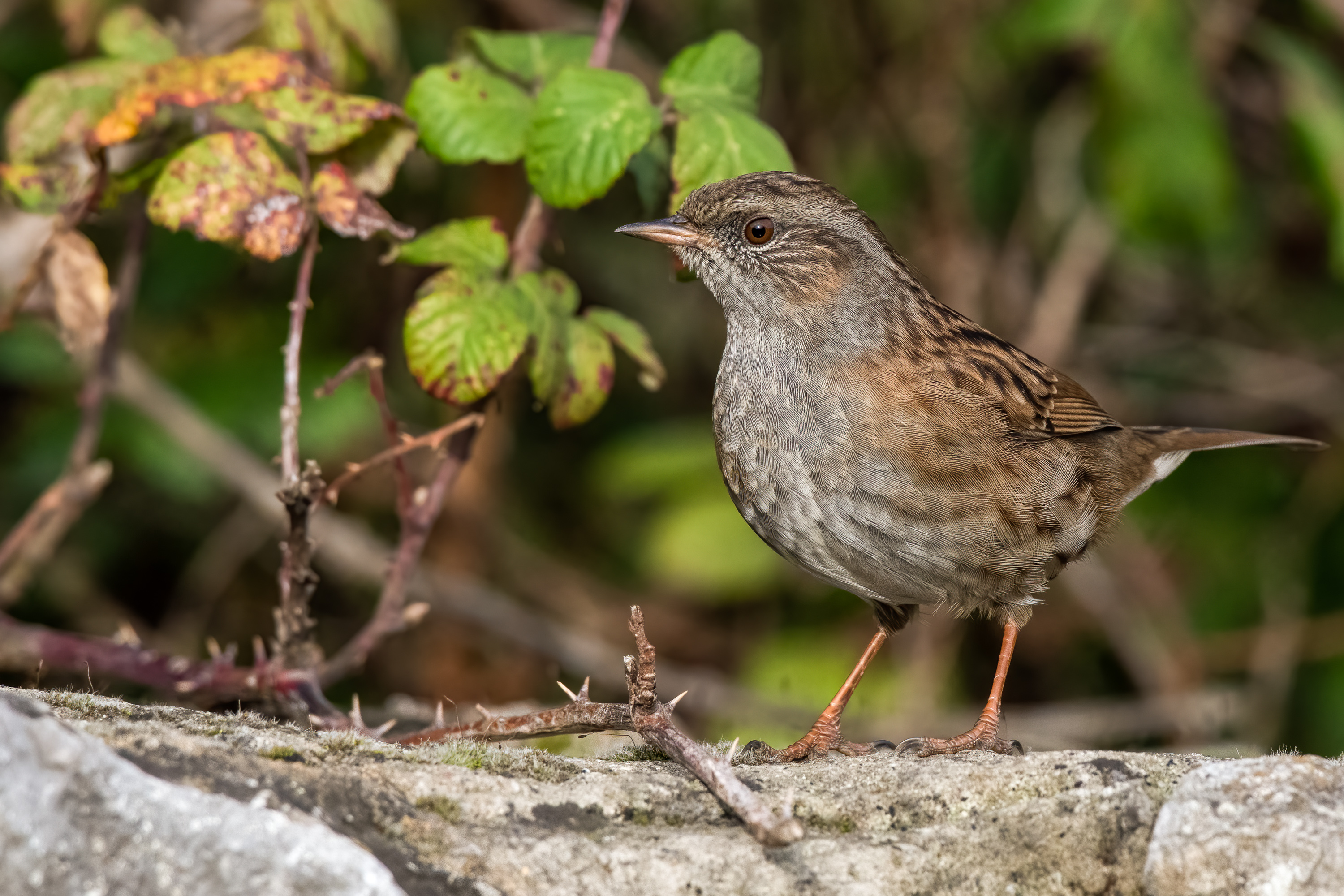 Small Brown And Grey Birds Called Dunnocks