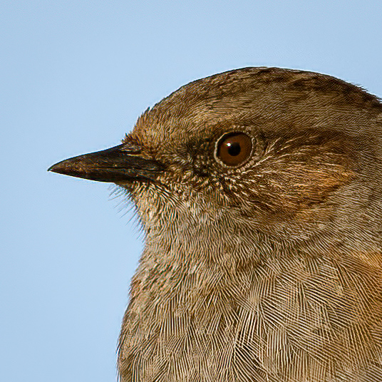 Dunnock