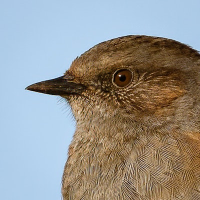 Dunnock