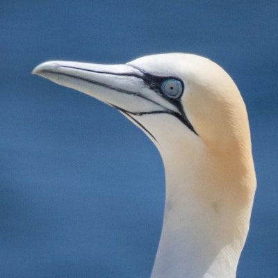 Gannet