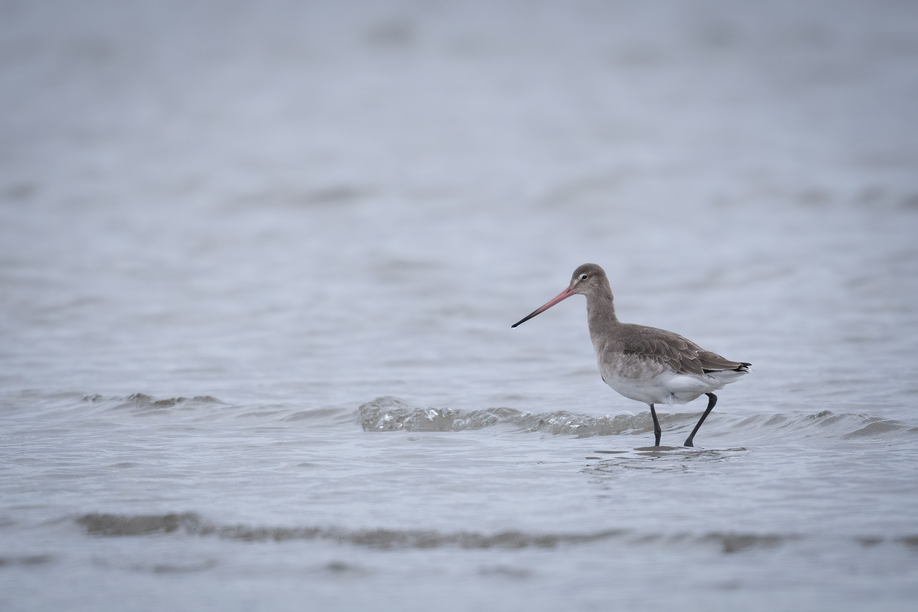 Birds.ie → Godwit