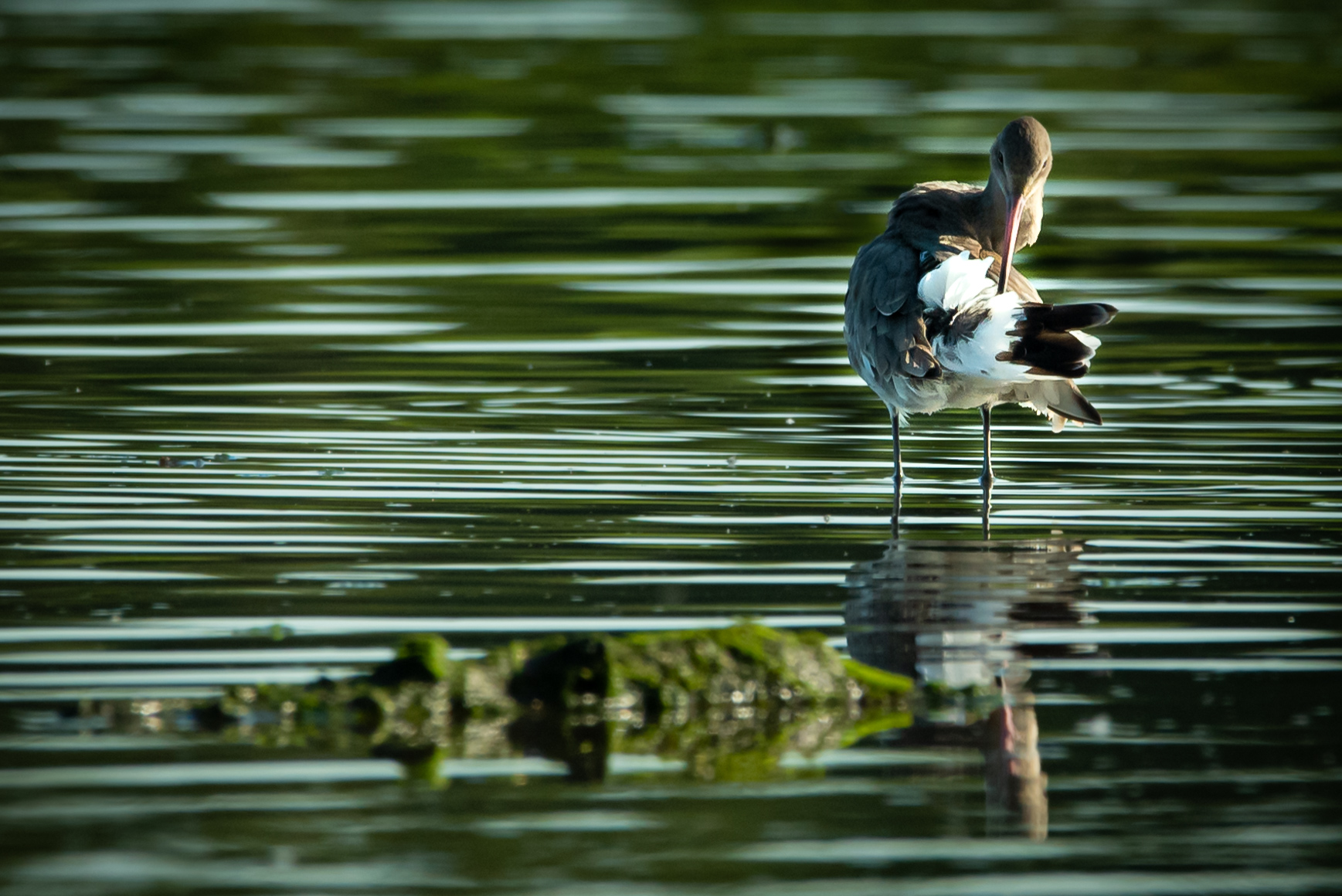 Birds.ie → Godwit