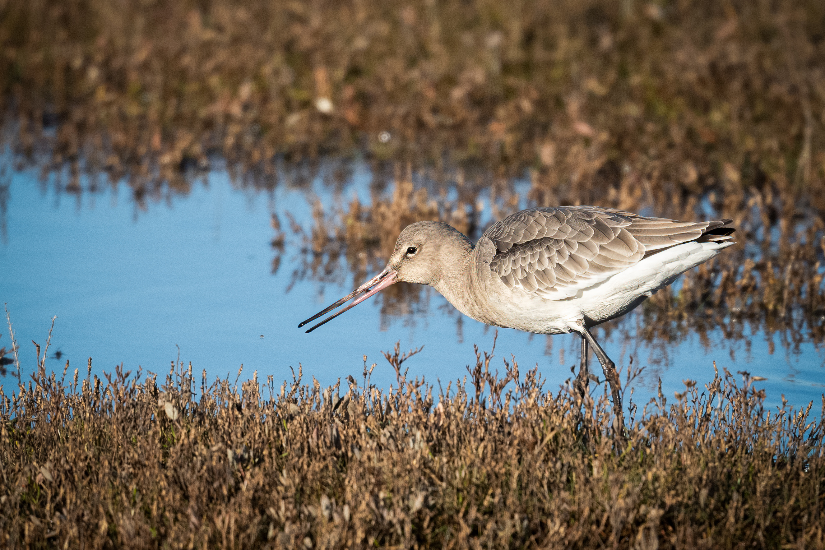 Birds.ie → Godwit