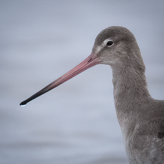 Godwit