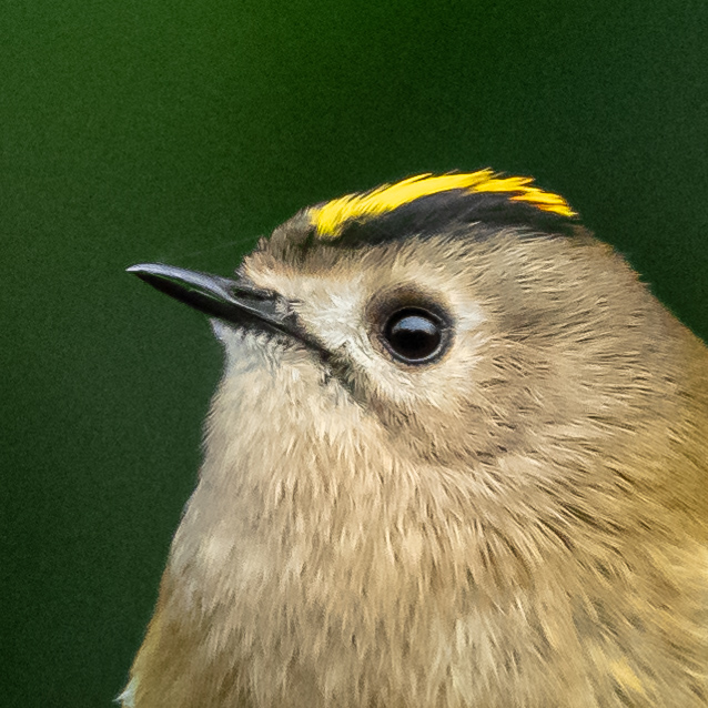 Goldcrest