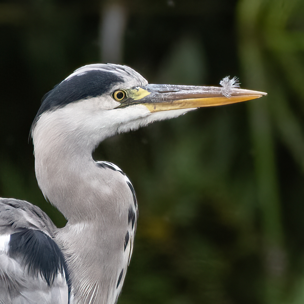 Grey Heron