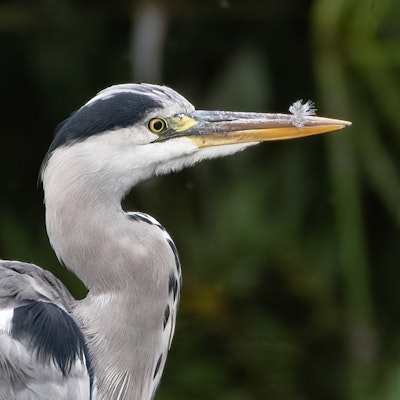 Grey Heron