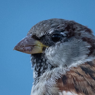 House Sparrow