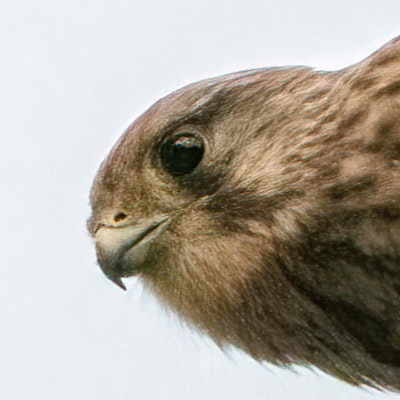 Kestrel