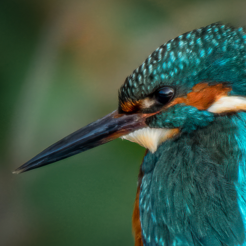 Kingfisher
