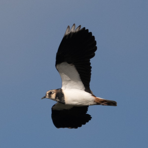 Lapwing