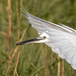 Little Egret