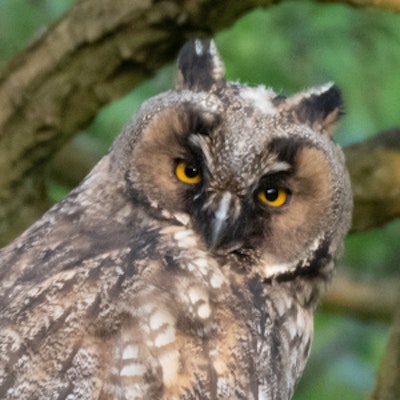 Long Eared Owl