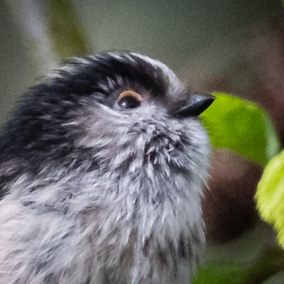 Long-tailed Tit
