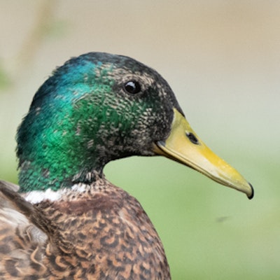 Mallard Duck