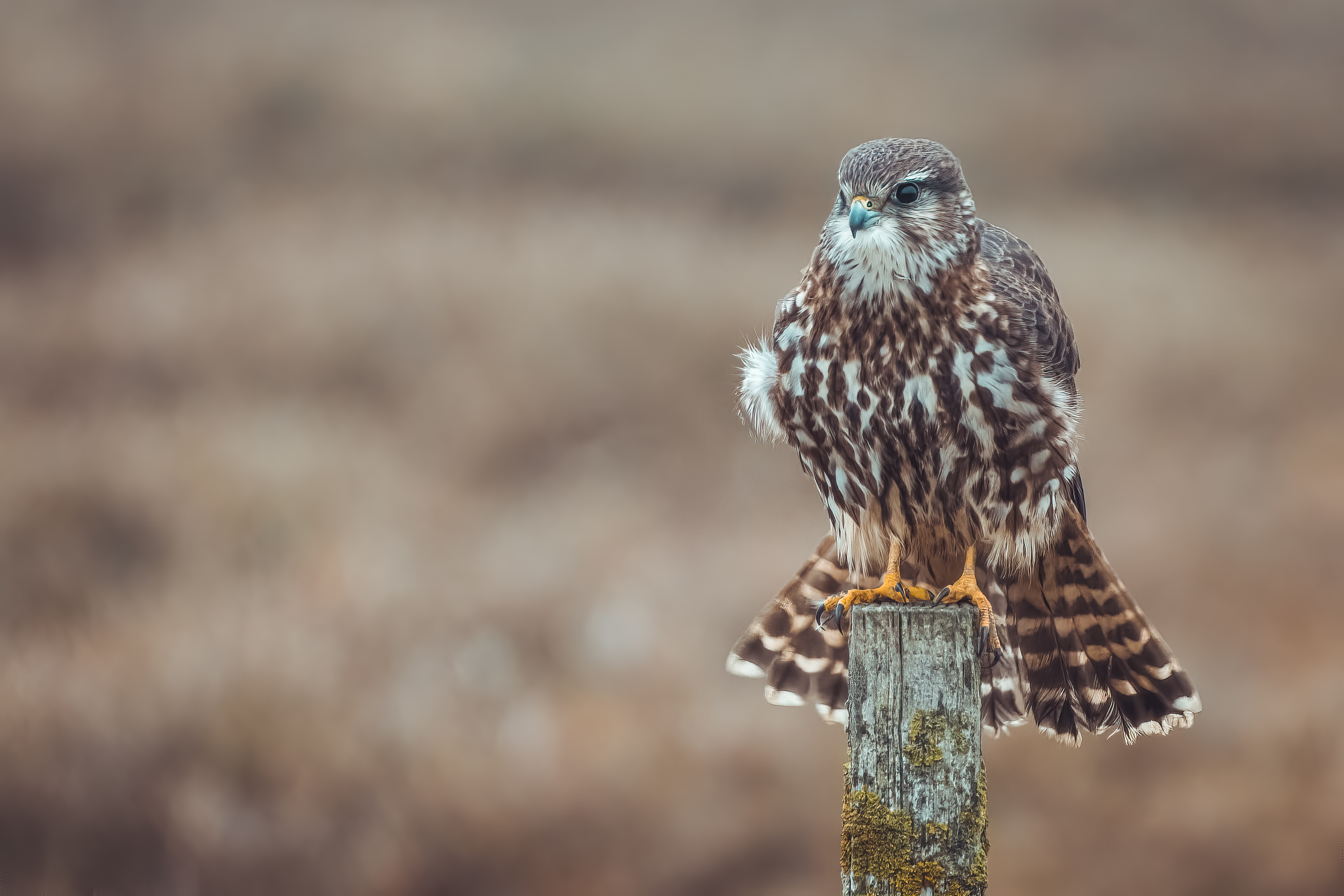 Birds.ie → Merlin