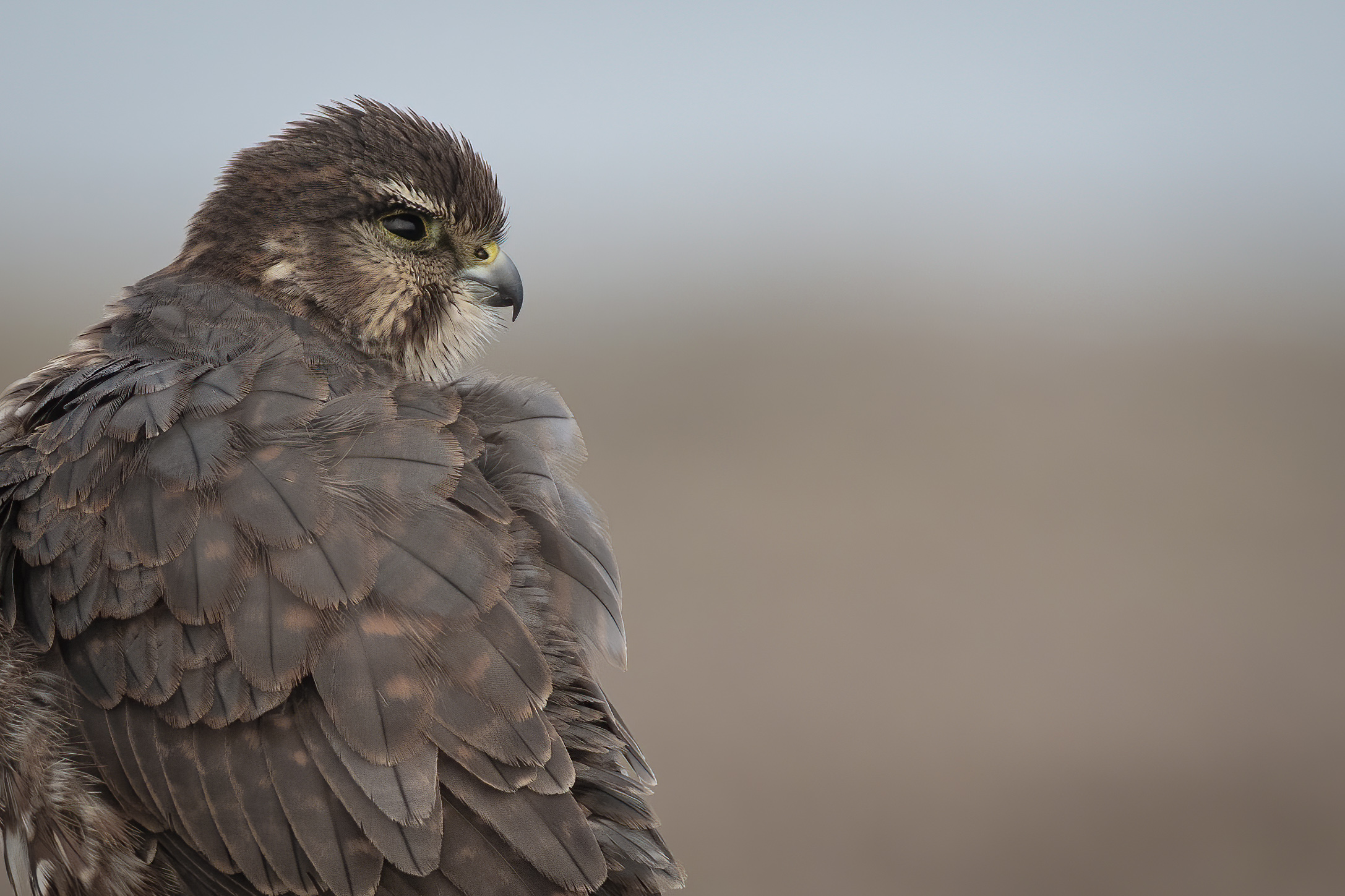 Birds.ie → Merlin
