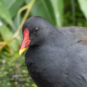 Moorhen