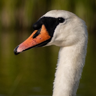 Mute Swan