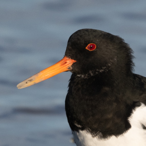 Oyster Catcher