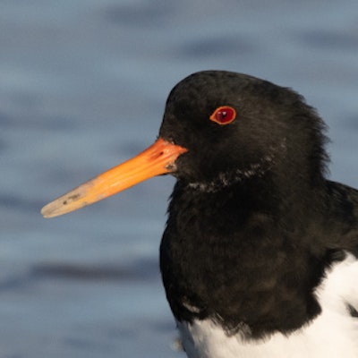 Oyster Catcher