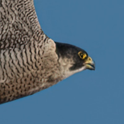 Peregrine Falcon