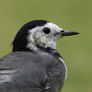 Pied Wagtail