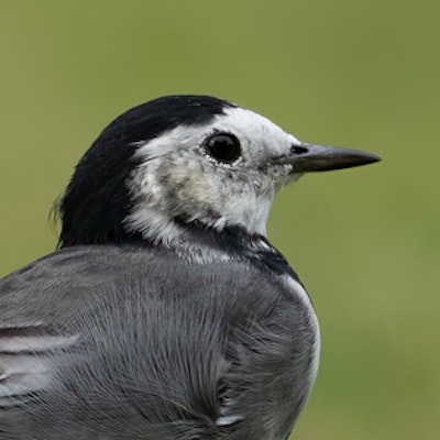 Pied Wagtail