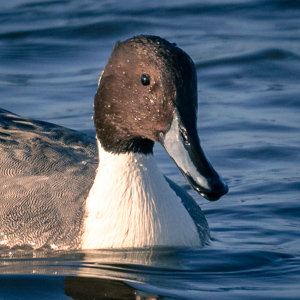 Pintail