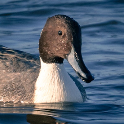Pintail