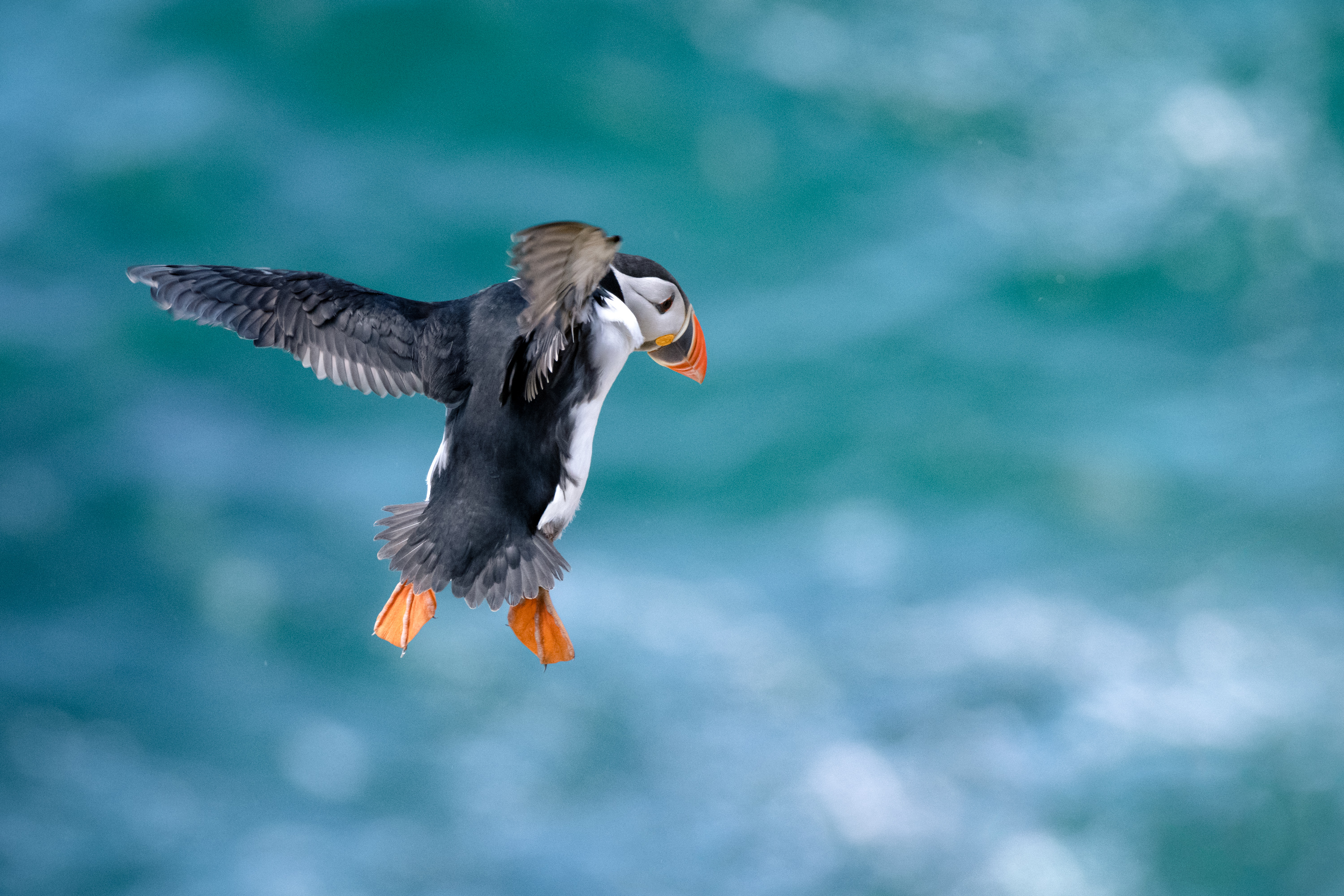 Birds.ie → Puffin