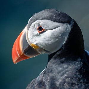 Puffin