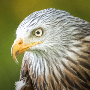 Red Kite