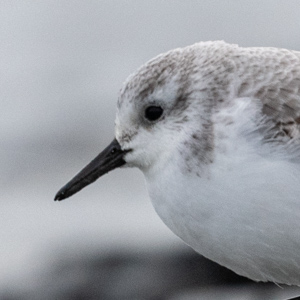 Sanderling