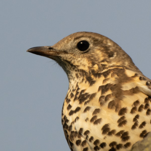 Song Thrush