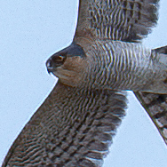 Sparrowhawk