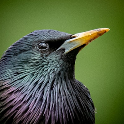 Starling