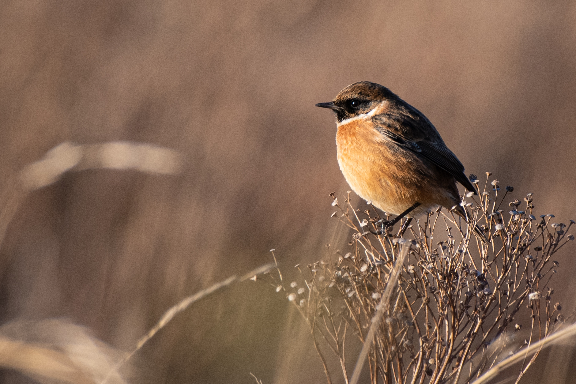 birds-ie-stonechat