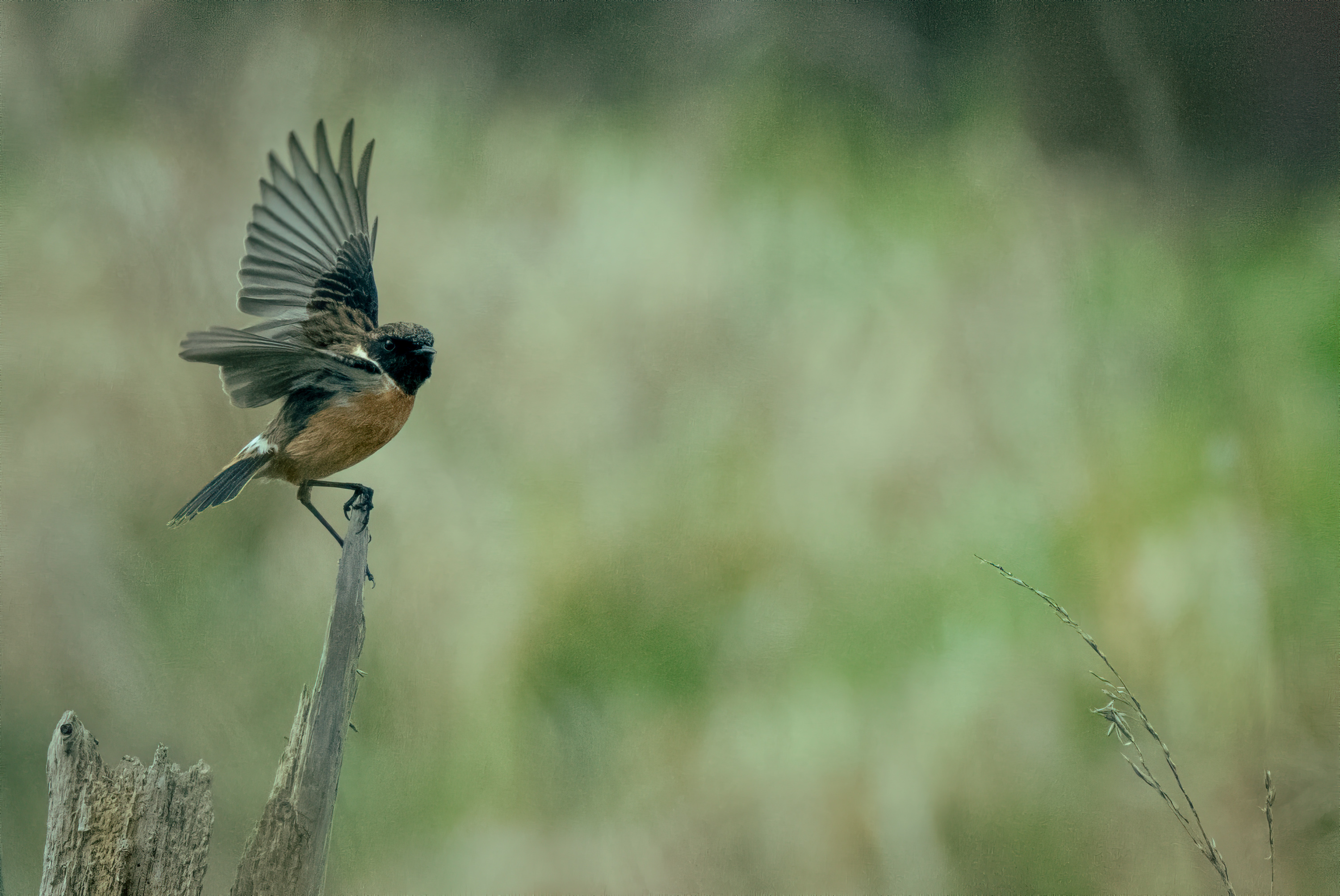 Birds.ie → Stonechat