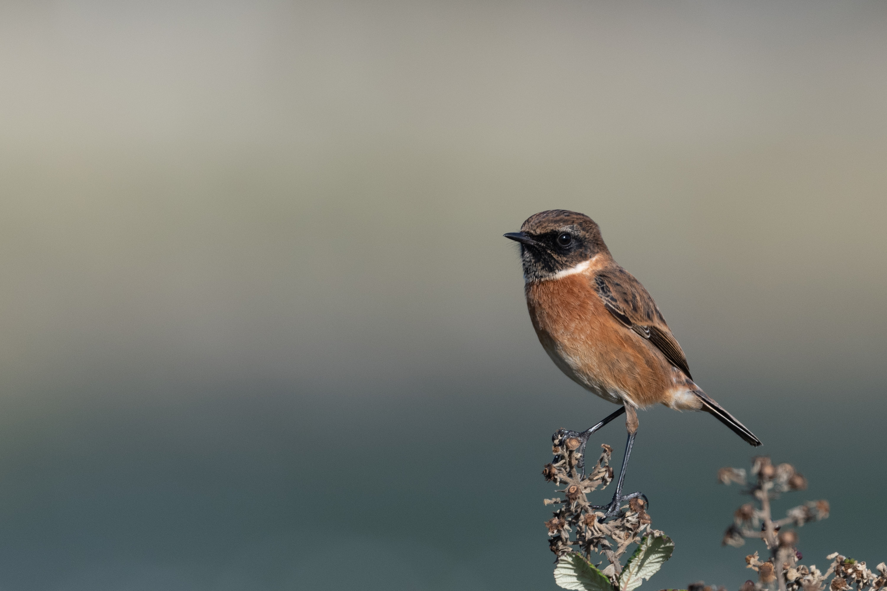Birds.ie → Stonechat
